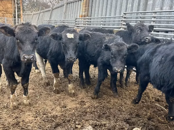 Bulle, Aberdeen-Angus