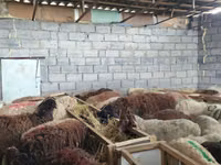 Kondoo jike, Beulah Speckled face sheep — picha 4