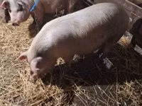 Pigs (batch, sex not specified) — photo 2