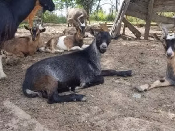 Козёл, Козлы