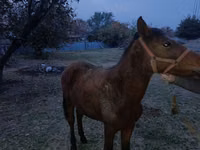 Caballo, Tiger horse — foto 6