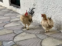 Chickens — الصورة 3