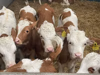 أبقار (دفعة، الجنس غير محدد), Simmental cattle — الصورة 5