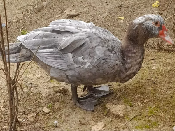 Ducks
