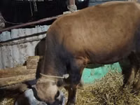 母牛, Simmental cattle — 照片 6