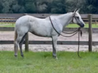 Farasi jike, Quarter Horse — picha 2