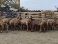 Kondoo jike, Arashan sheep — picha 7