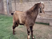 Mbuzi dume, Nubian Goat — picha 2