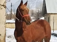 Hengst, Karabair horse — Foto 3
