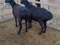 Dume la kondoo, Edilbay sheep — picha 4