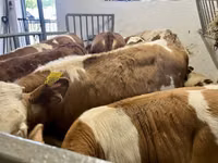 Bulle, Simmental cattle — Foto 3