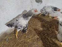 Chickens — 照片 3