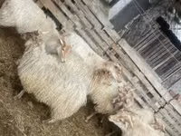Kondoo jike, Racka sheep — picha 2