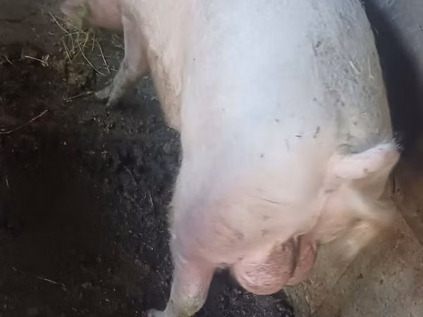 公猪, 