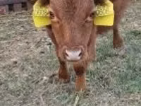 Bull, Dexter — photo 1