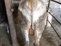 Bulle, Swiss cattle — Foto 8