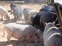 Boar — photo 1