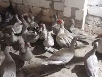 Ducks — Foto 1