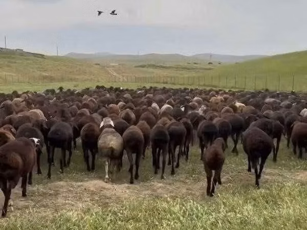 Ram, Sheep