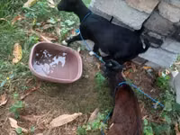 Goat, American pygmy goats — photo 1