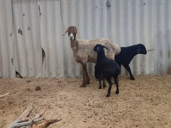 Sheep, Arashan sheep