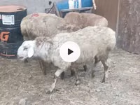 母羊, Sheep — 照片 6