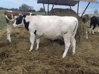 Ng'ombe jike, Banda la Holstein — picha 3