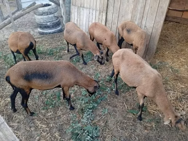 نعجة, Cameroon sheep