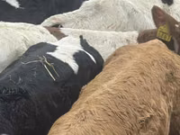 Bulle, Russian Black pied cattle — Foto 2