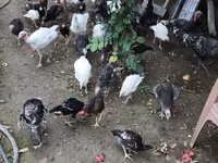 برونز — الصورة 2