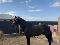 公马, Orlov Trotter — 照片 2
