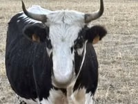 Cow, Cast cow — photo 4