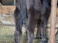 Bull, Alatau breed — photo 5