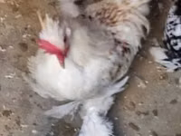Chickens — Foto 3