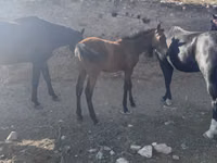 Caballo, Russian Don — foto 5