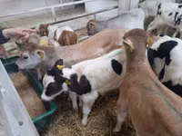 Bull, Limousin cow — photo 2