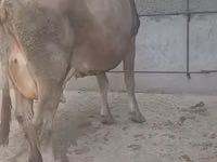 بقرة, الماشية — الصورة 8