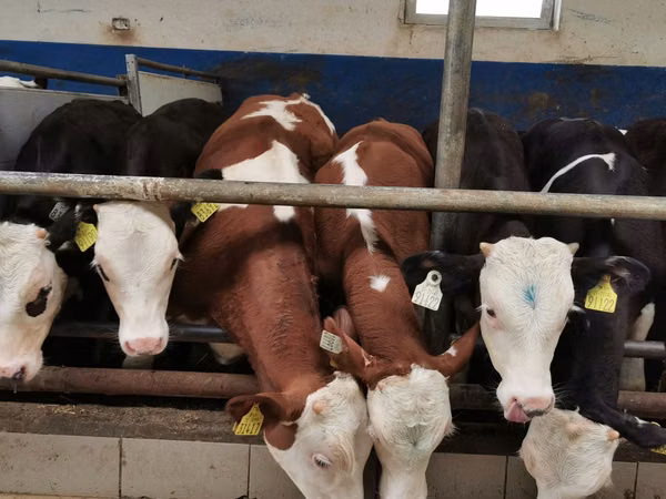 Ng'ombe (kikundi, jinsia haijatajwa), Simmental cattle