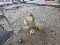 婆罗门鸡 — 照片 1