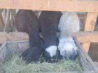 Ram, Sheep — photo 8