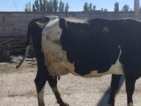 Ng'ombe jike, Banda la Holstein — picha 5