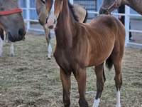 Farasi dume, Akhal-Teke — picha 2