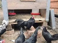 Bantam — picha 2