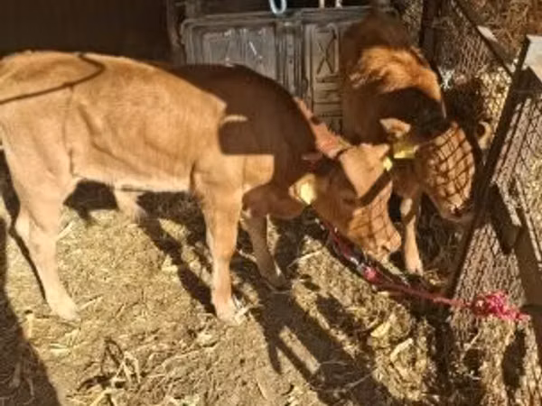 सांड, लिमोज़िन गाय