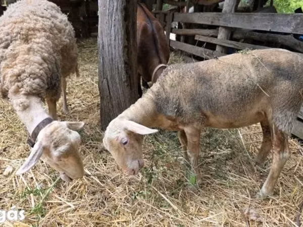 Sheep, Lacaune sheep