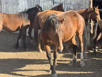 Farasi jike, Kyrgyz Horse — picha 3