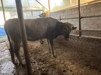 Vaca, Swiss cattle — foto 6