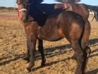 घोड़ा, Percheron — फ़ोटो 5