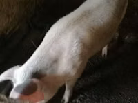 Boar — photo 1