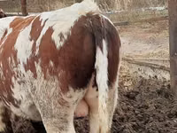 Ng'ombe dume, Simmental cattle — picha 3